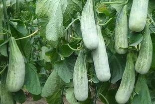 郑州财经吃瓜后