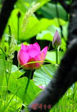 丹东孤山吃瓜,夏日避暑吃瓜，尽享清凉时光