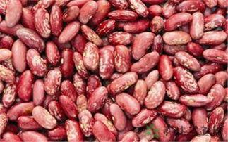 鹿角花金龟吃黃瓜,黄瓜的神秘“美食家”