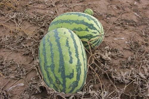 王小瓜请你吃瓜,一场甜蜜的瓜界盛宴