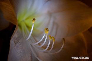 做梦梦到摘瓜吃瓜