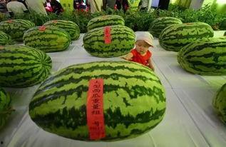 京京吃瓜,揭秘娱乐圈幕后故事